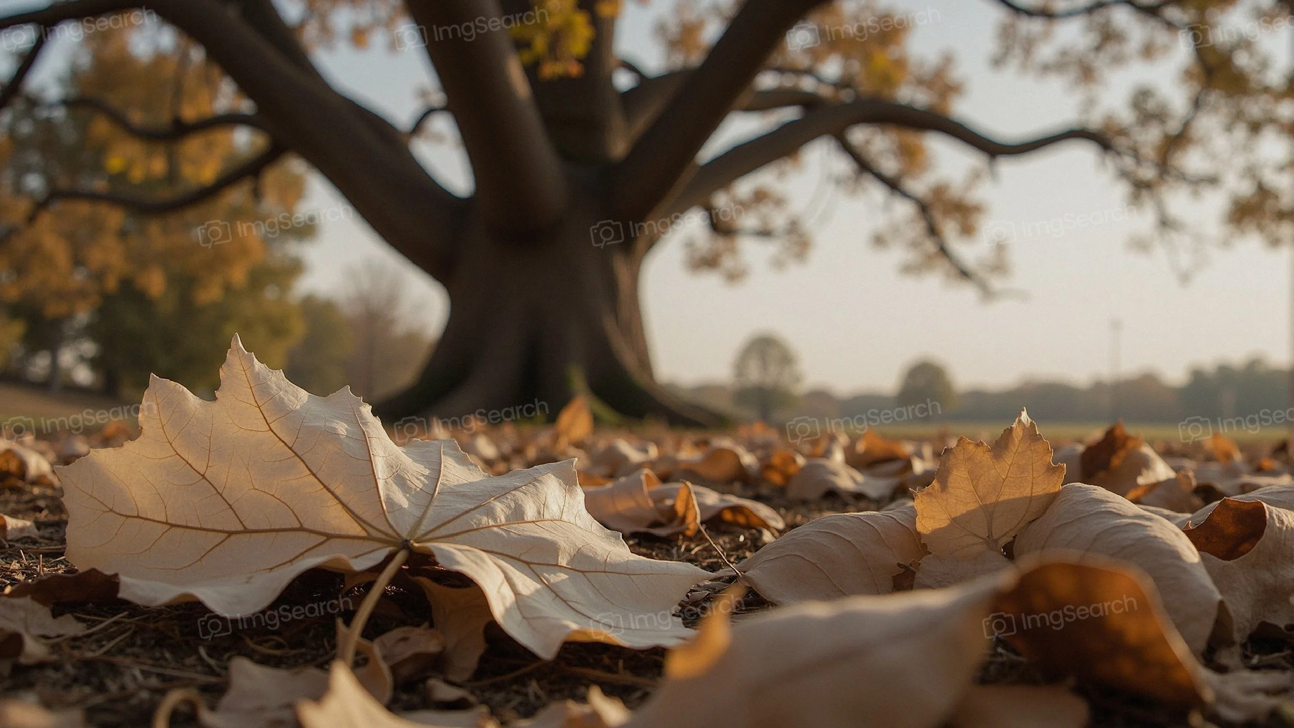A close-up of fallen autumn leaves on the ground with a large tree in the background.