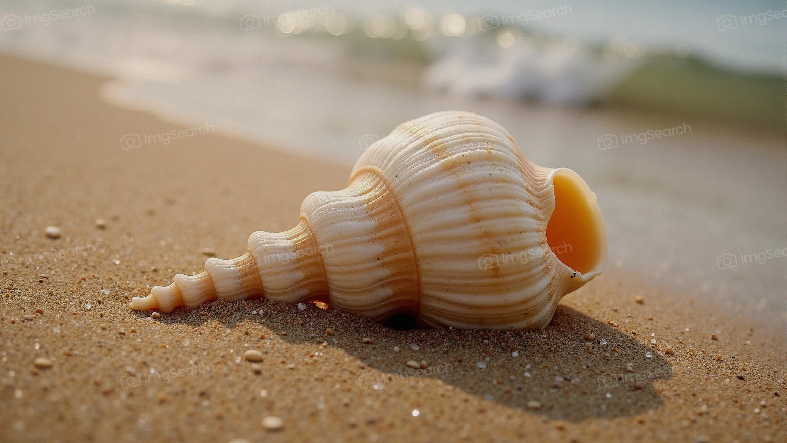 Close-up of a seashell on the beach sand