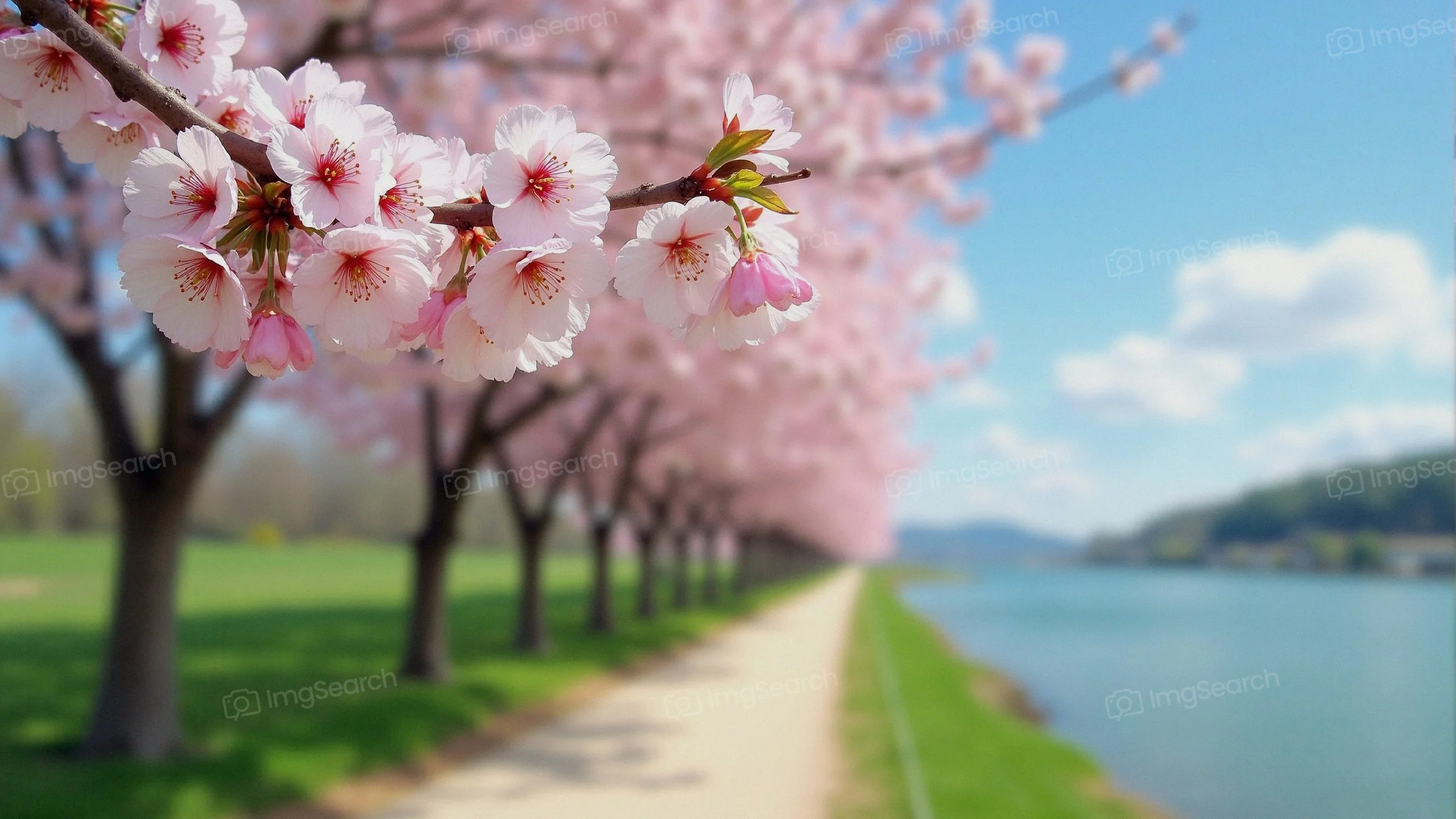 Cherry blossom trees lining a pathway by a calm water body on a sunny day