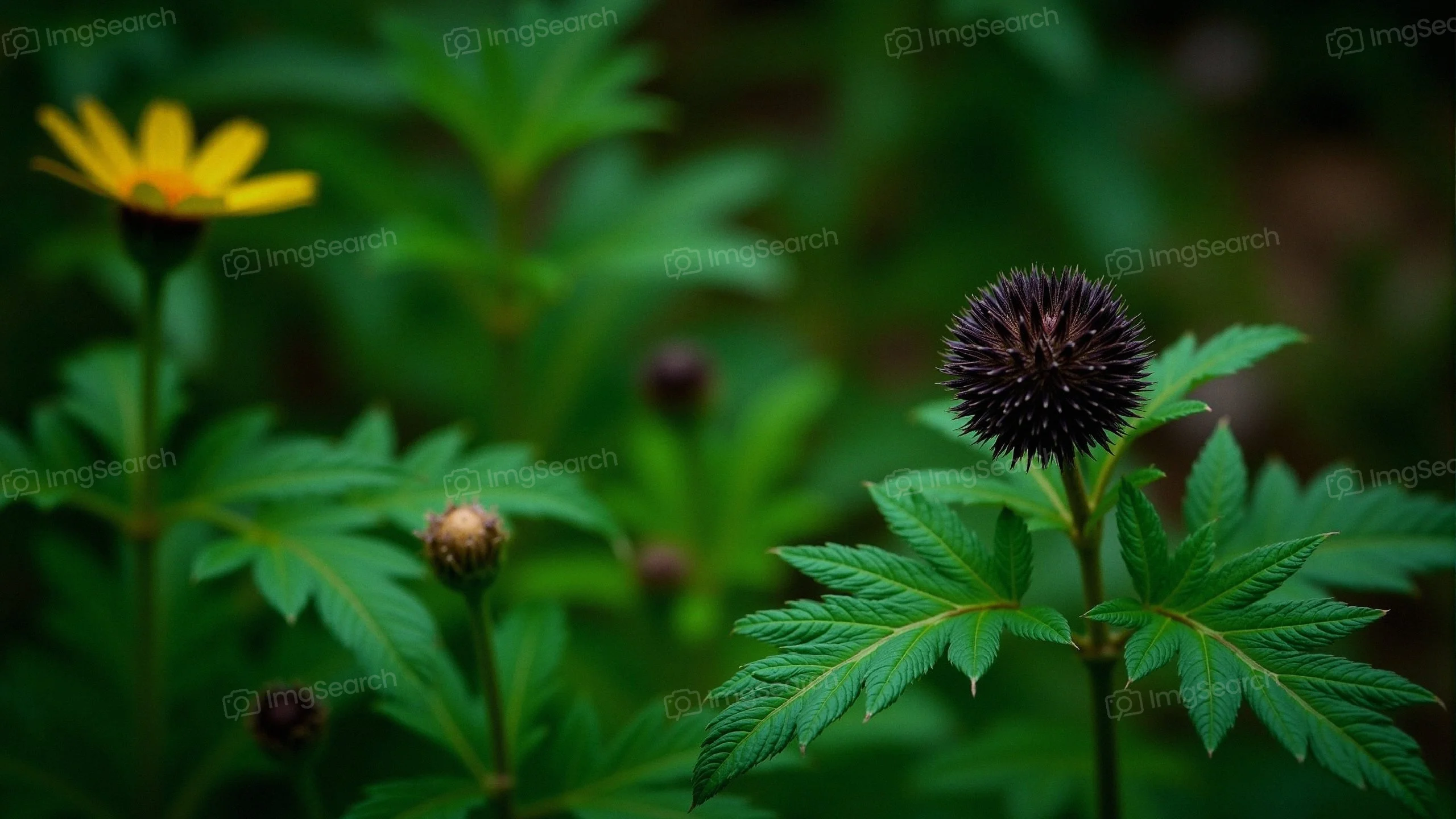 A garden scene with a yellow flower a dark spherical flower against lush green leaves.