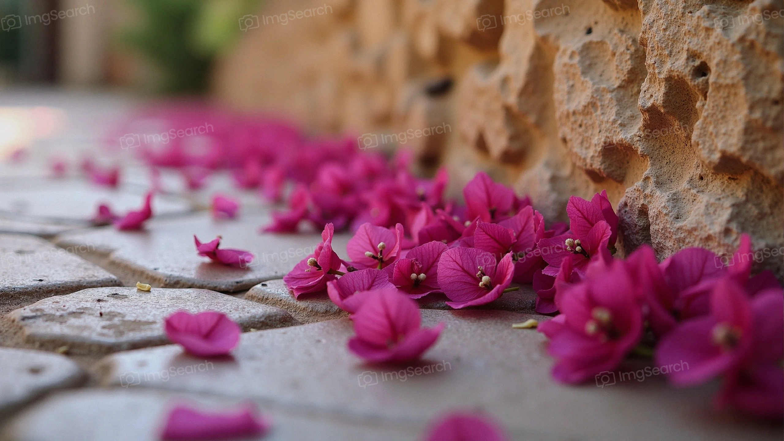 Scattered pink bougainvillea petals on a cobblestone path
