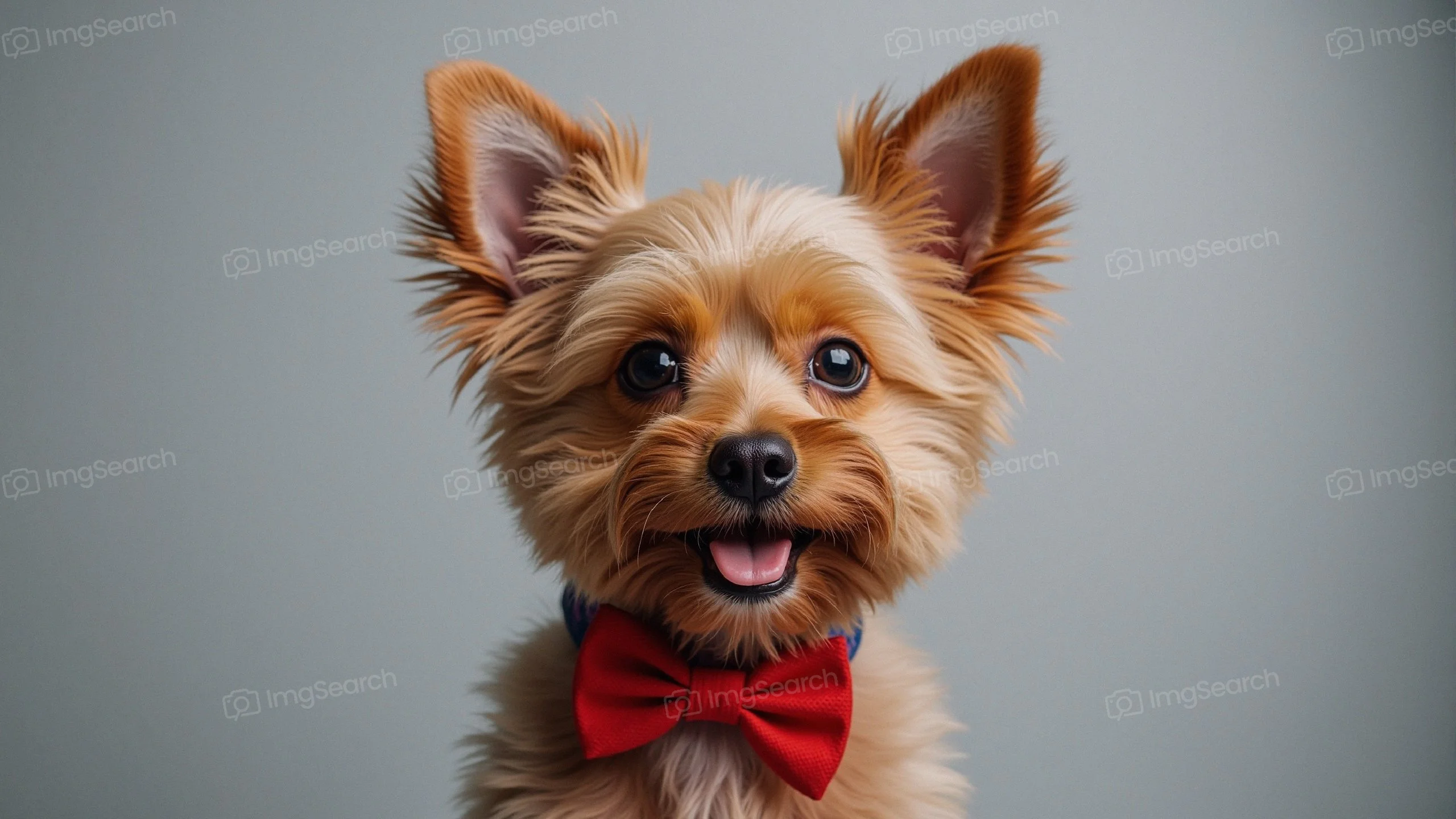 A small fluffy dog wearing a red bow tie, smiling at the camera.