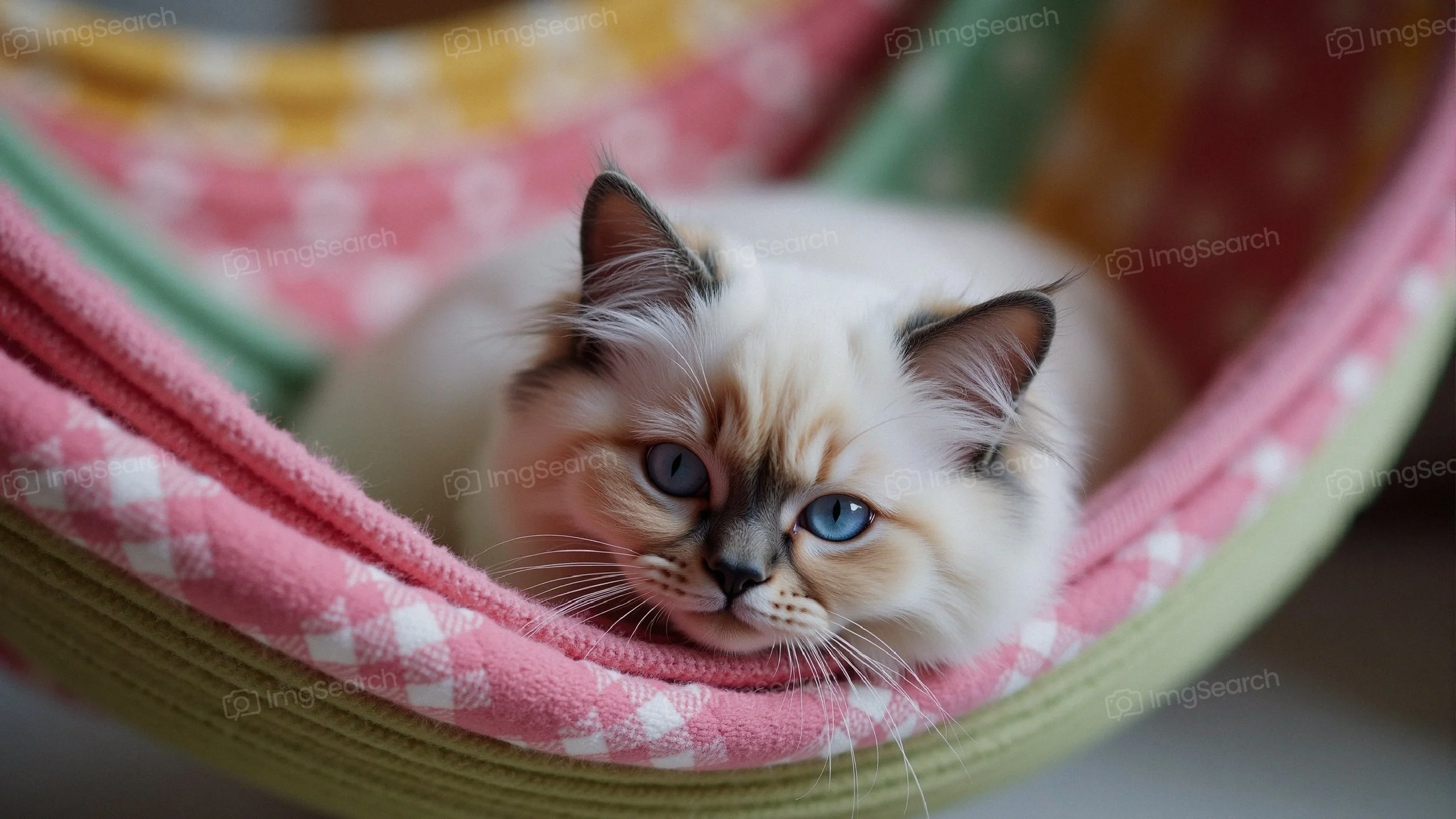 A fluffy cat with blue eyes lounging in a hammock.