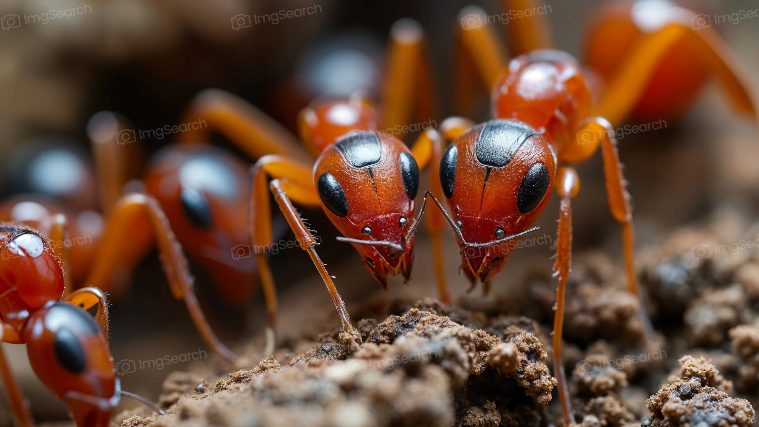 Close-up of leaf-cutter ants with red bodies and black markings