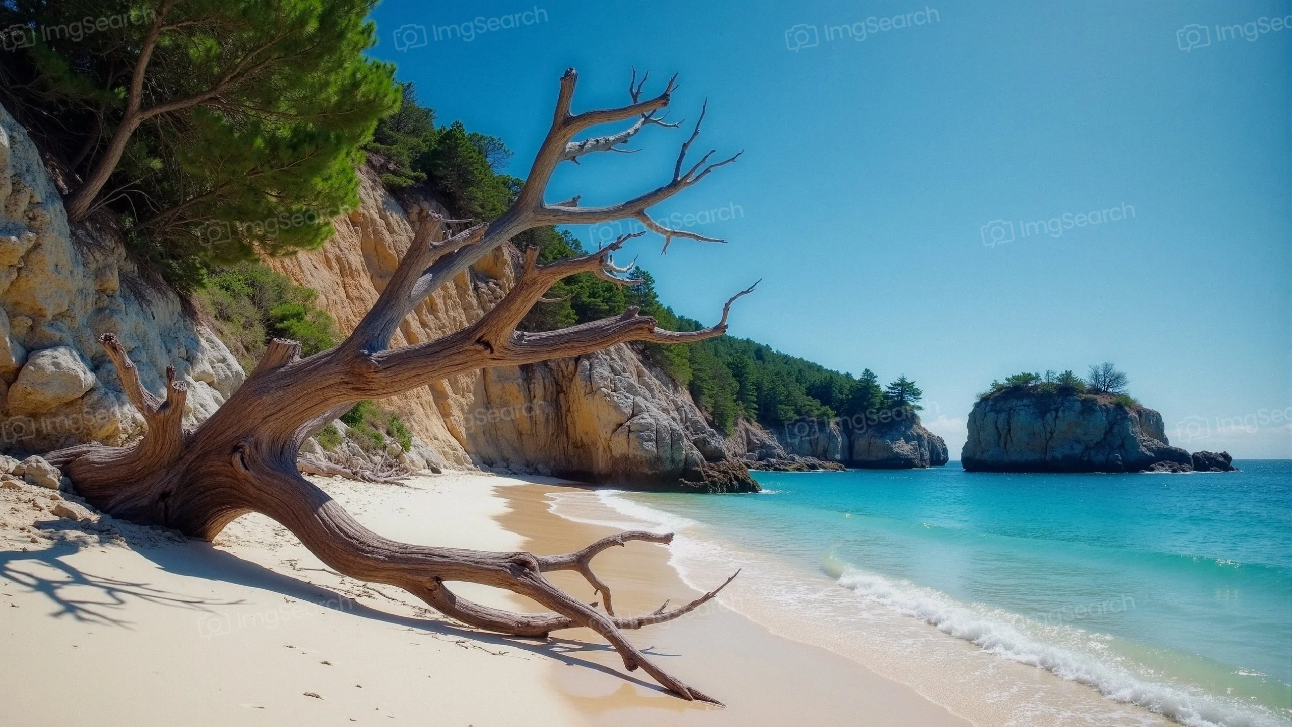 Gnarled driftwood tree on a sandy beach with clear blue water greenery in the background