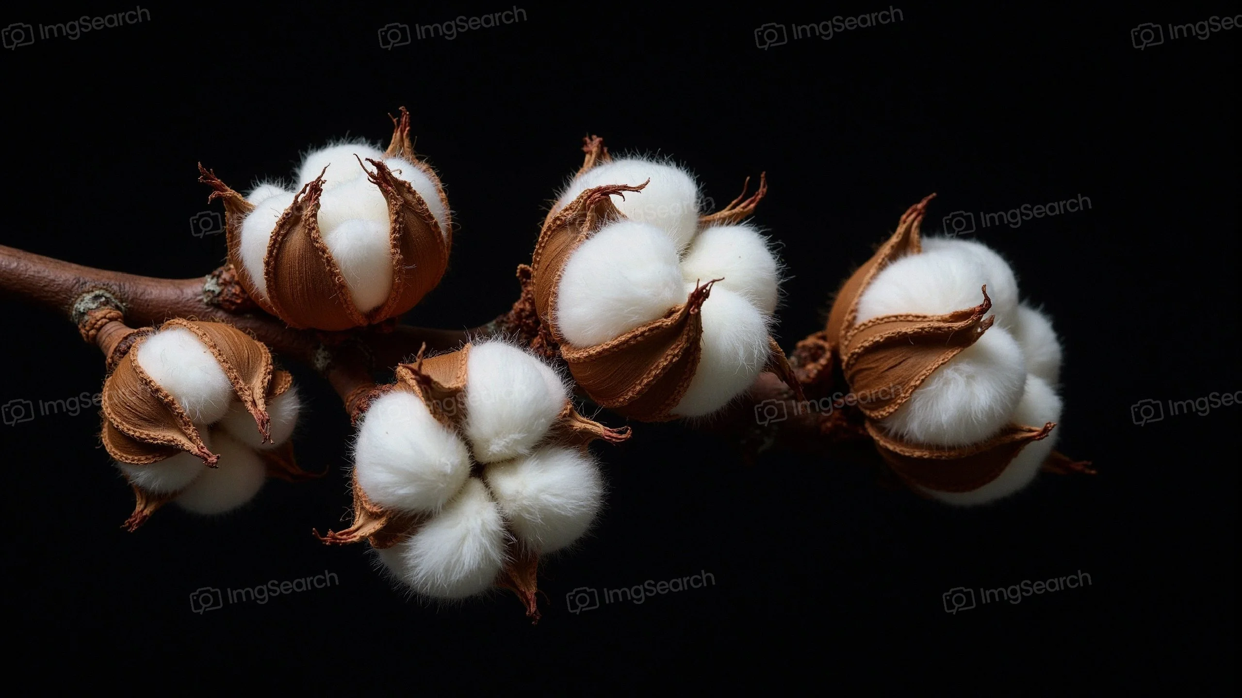 Close-up of cotton bolls on a branch