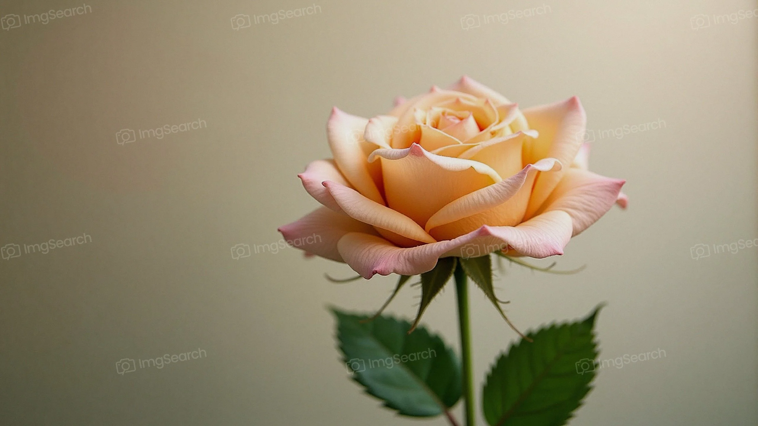 A delicate peach rose with green leaves against a soft background.