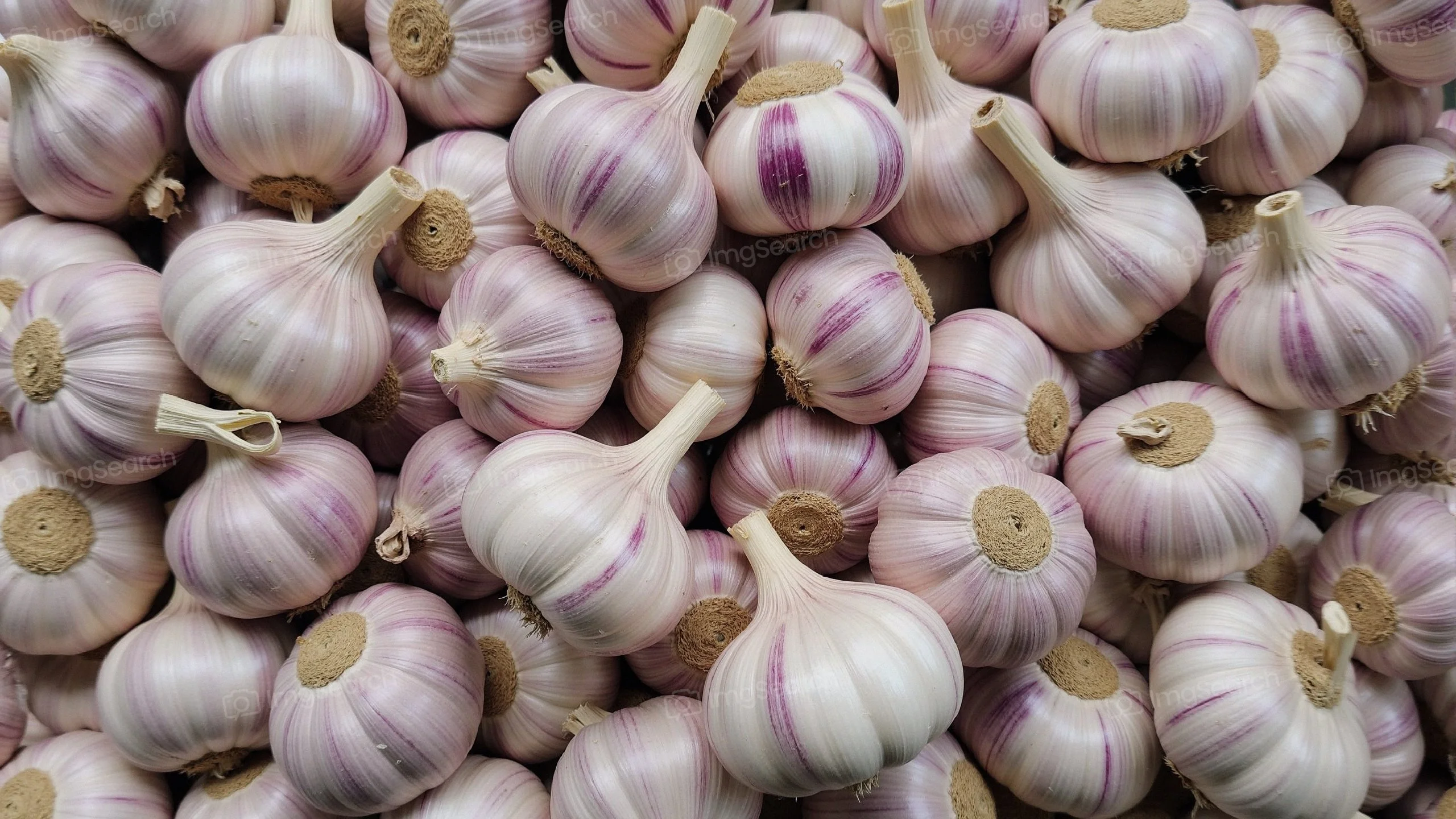 A close-up view of freshly harvested garlic bulbs with shades of white purple.