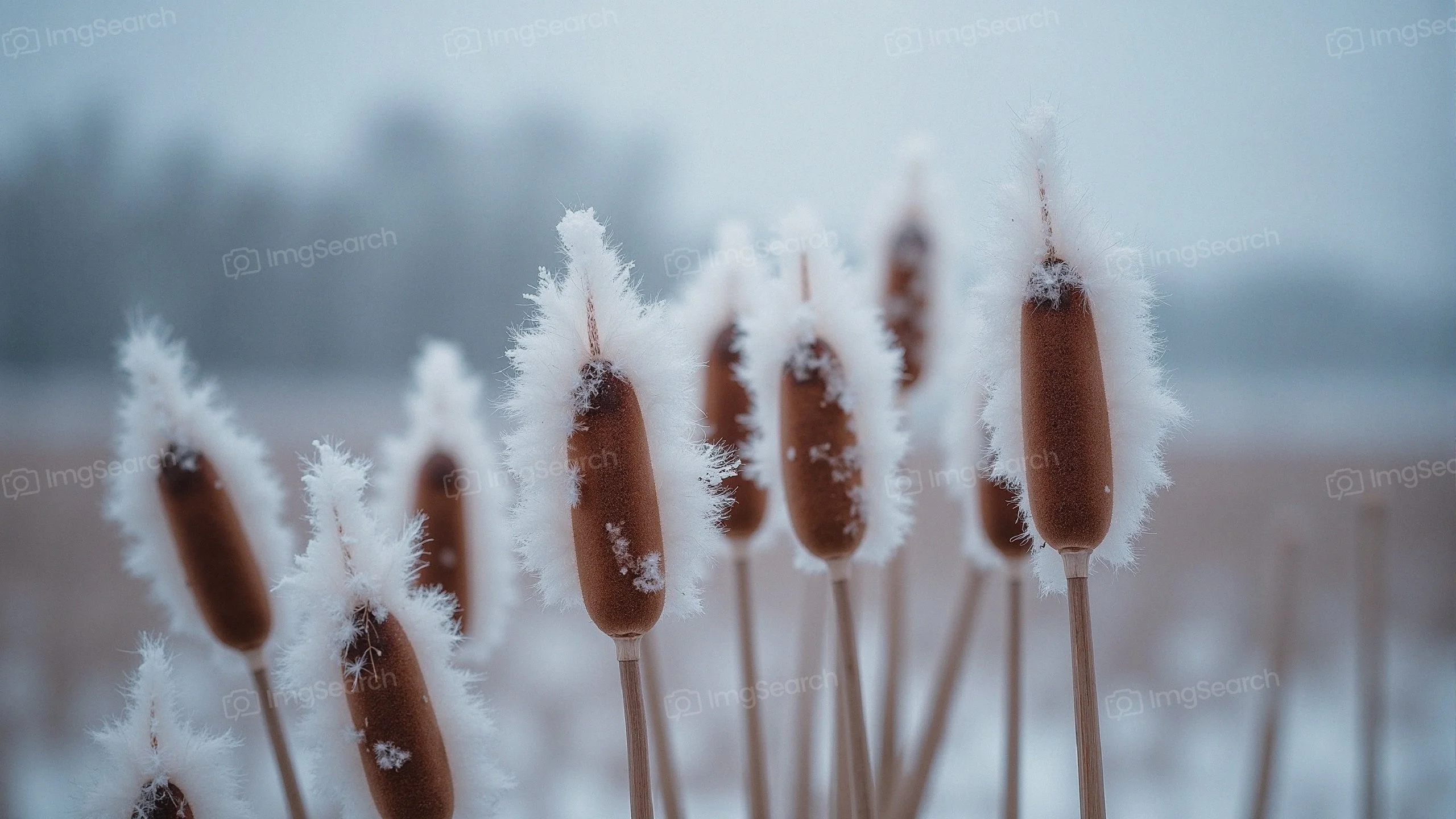 Frost-covered cattails in a snowy field