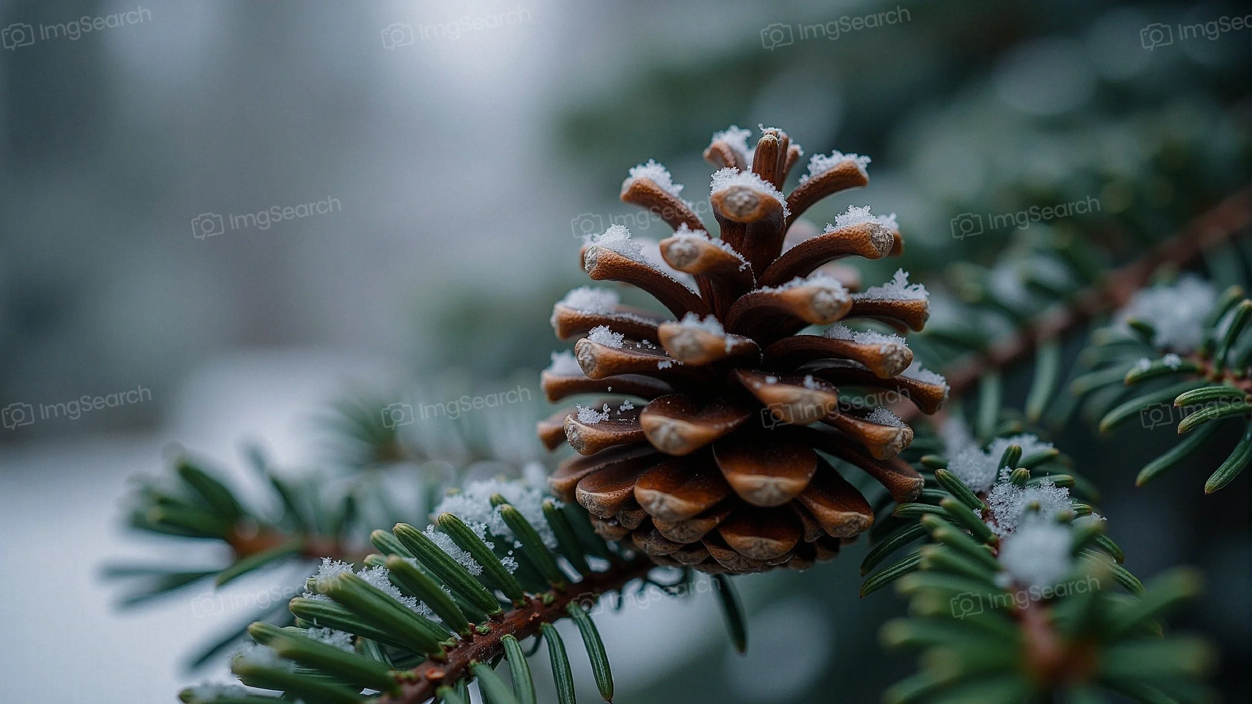 Close-up of a frosted pine cone on an evergreen branch