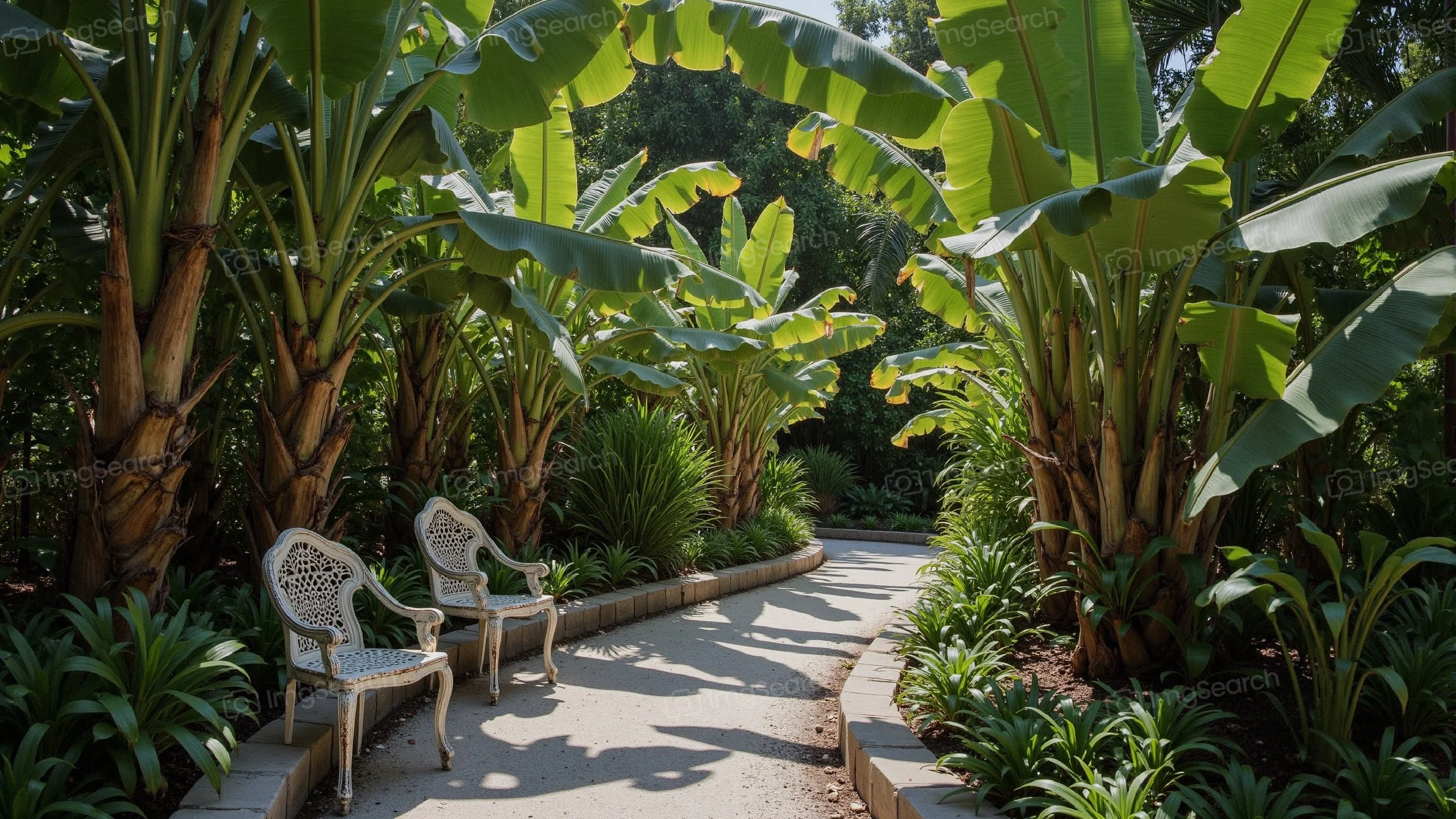 A garden pathway surrounded by lush banana plants with white chairs on either side.