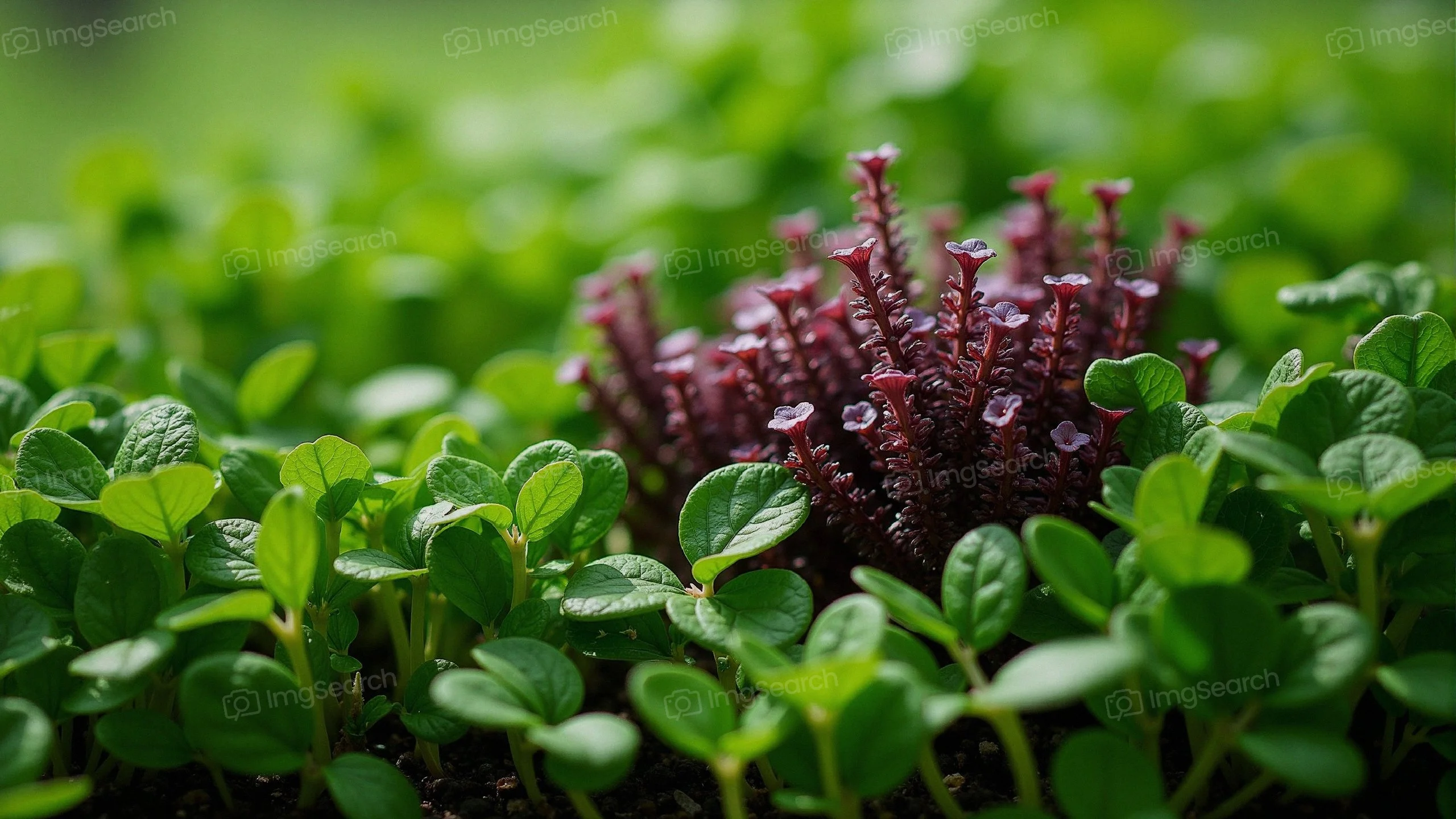 Close-up of green seedlings with a purple plant in the center