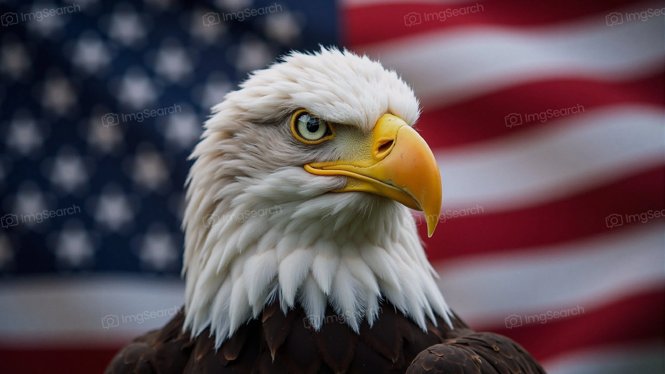Close-up of a bald eagle in front of the American flag