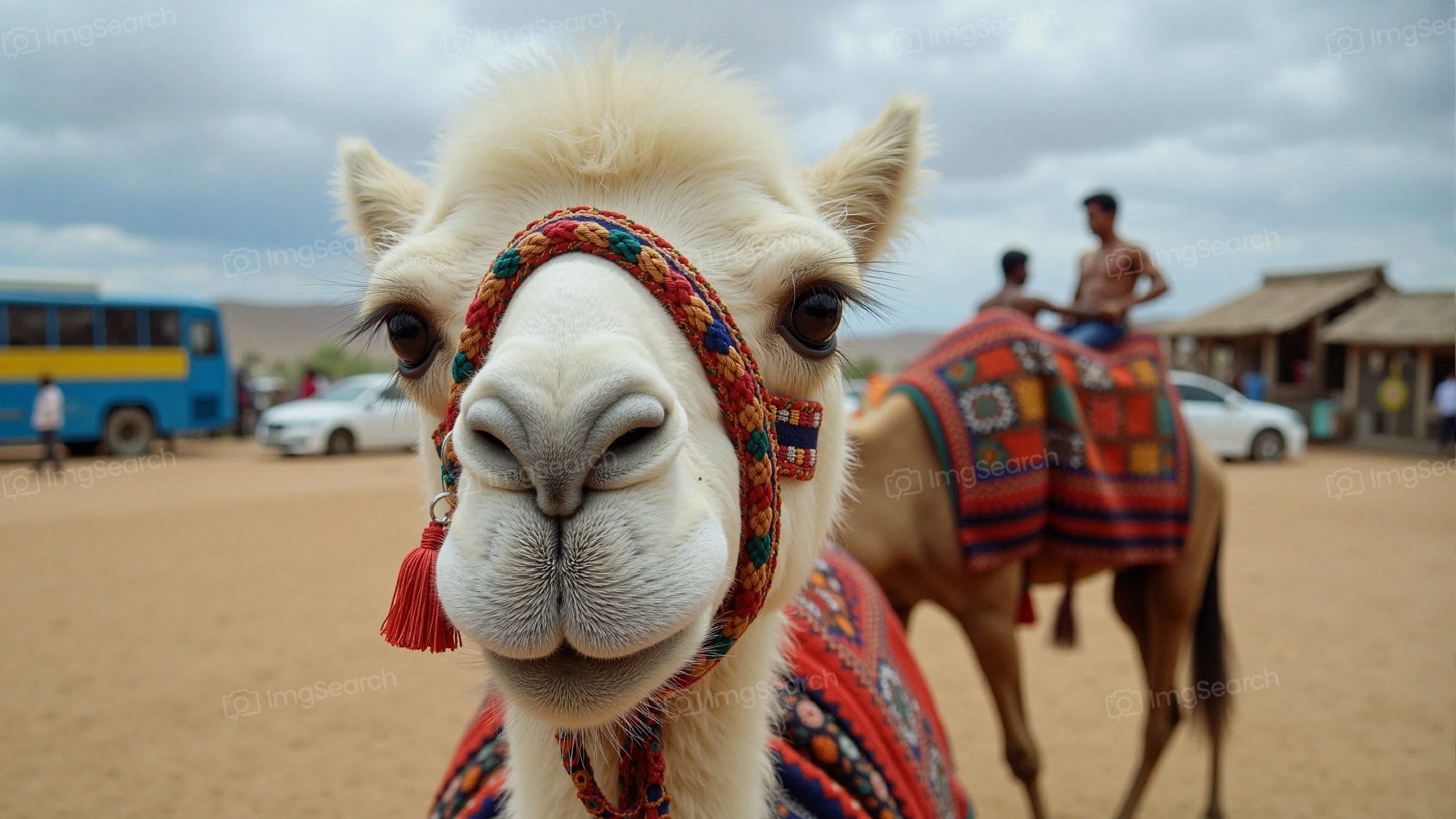 Close-up of a camel adorned with a colorful saddle blanket in a desert setting