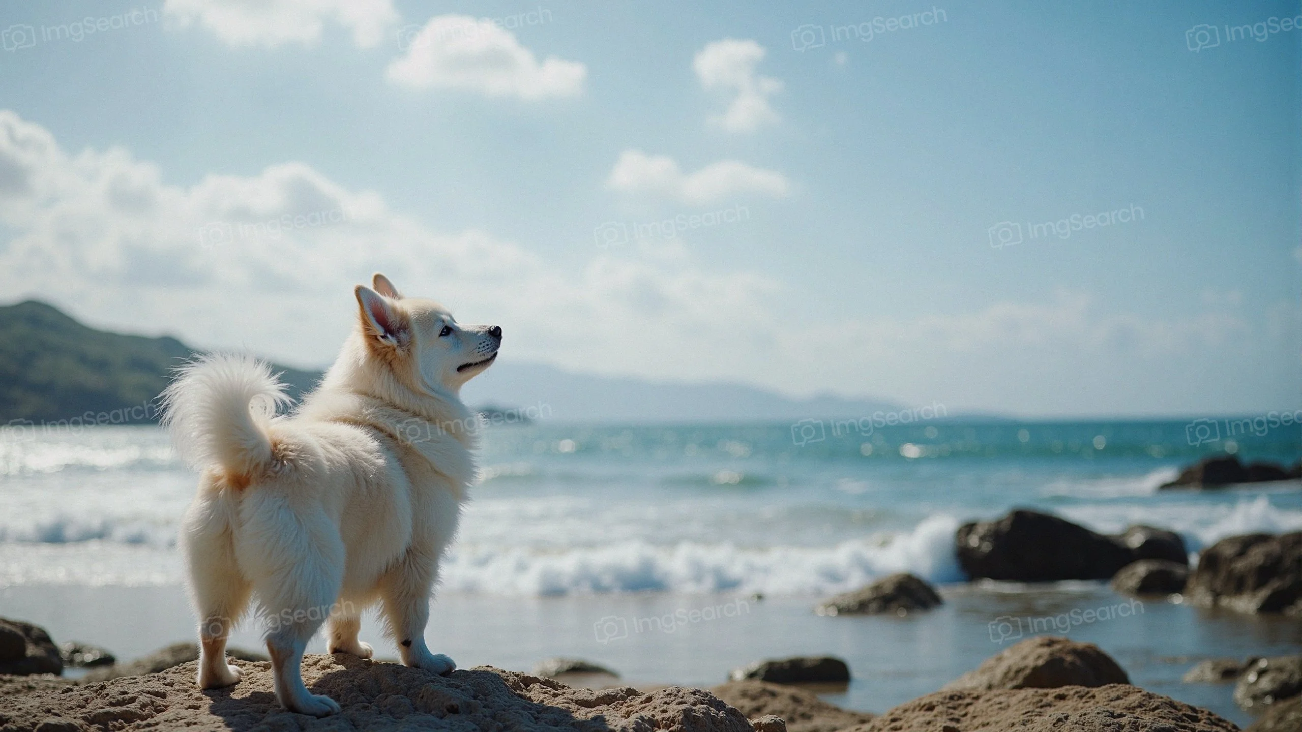 A fluffy white dog standing on rocks by the ocean under a blue sky.