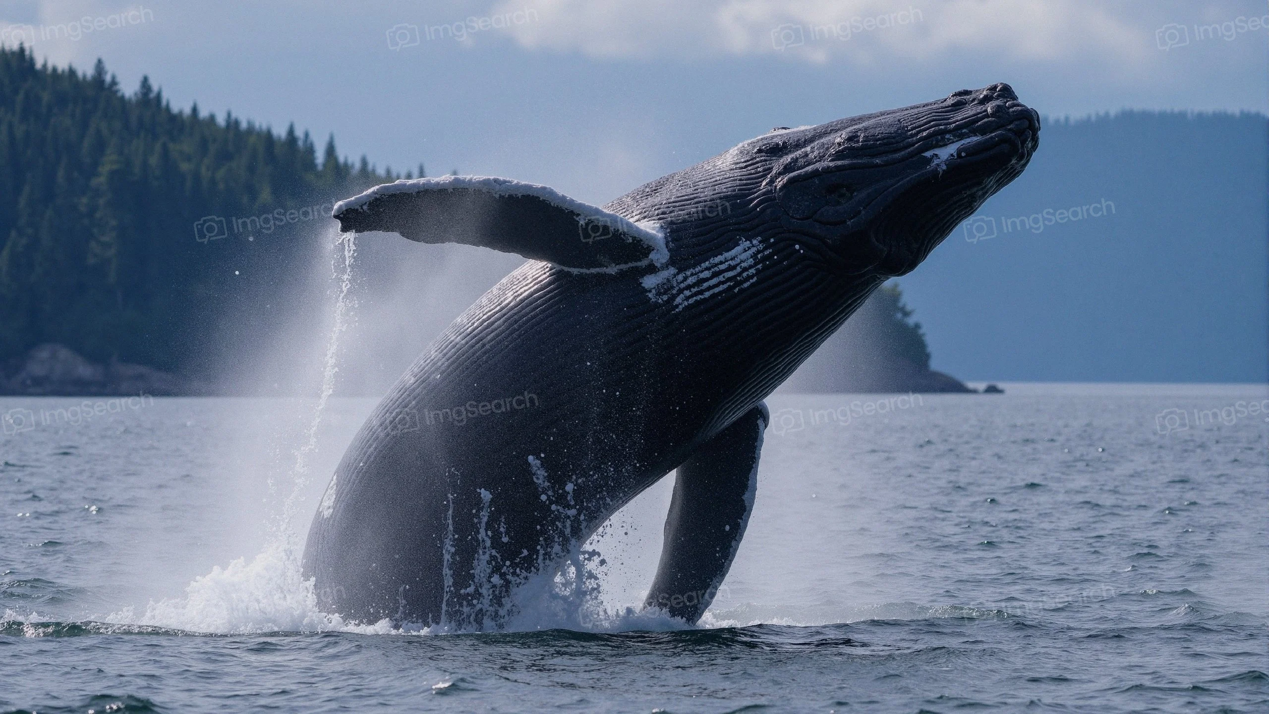 A humpback whale breaching out of the water, creating a spray of water in a scenic marine landscape.