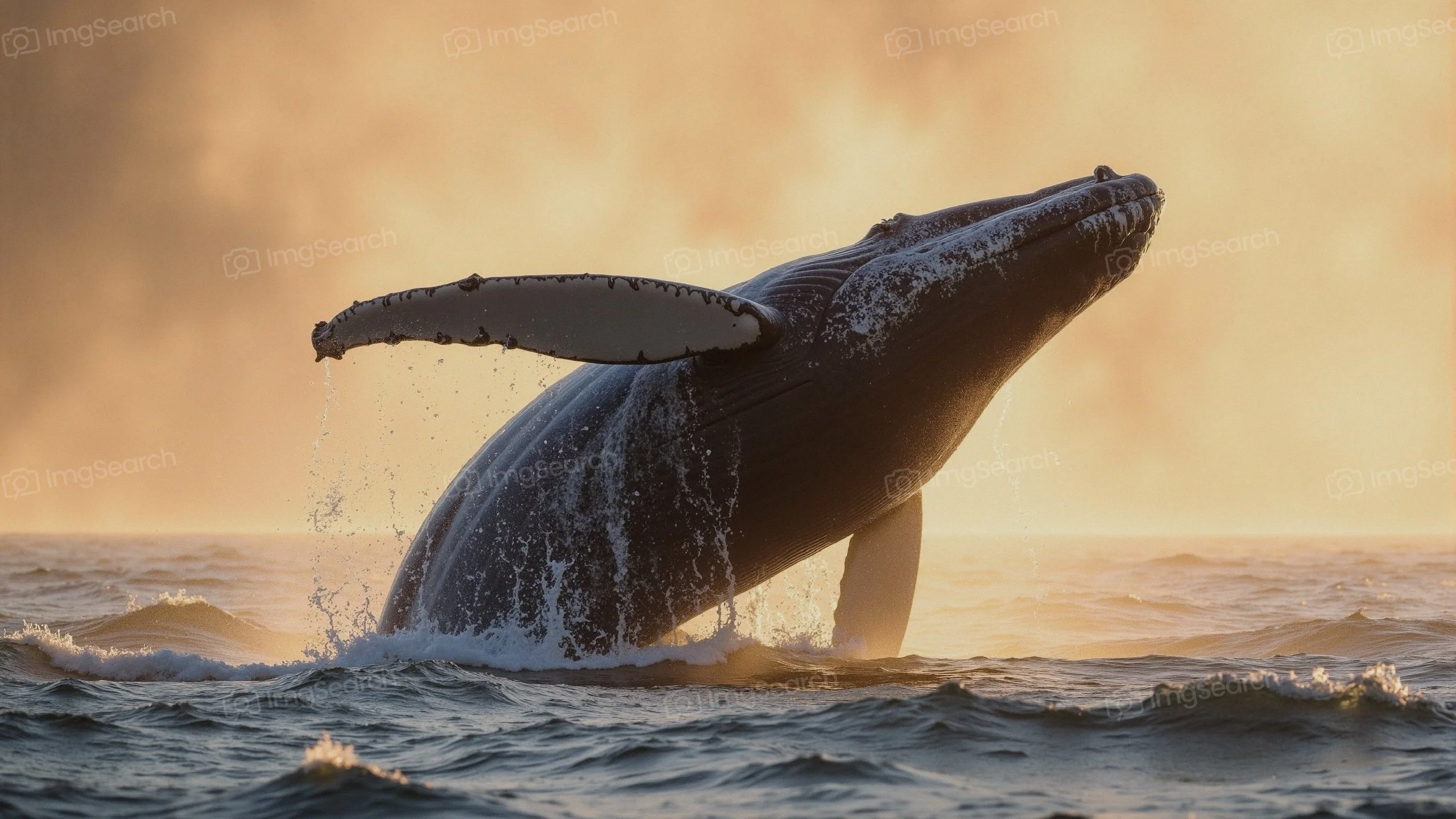 A humpback whale breaching in the ocean during sunset.