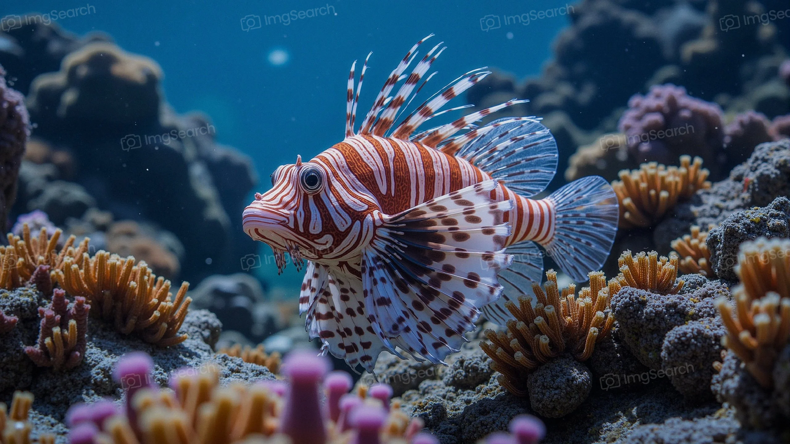 A lionfish swimming among colorful coral in a underwater scene.