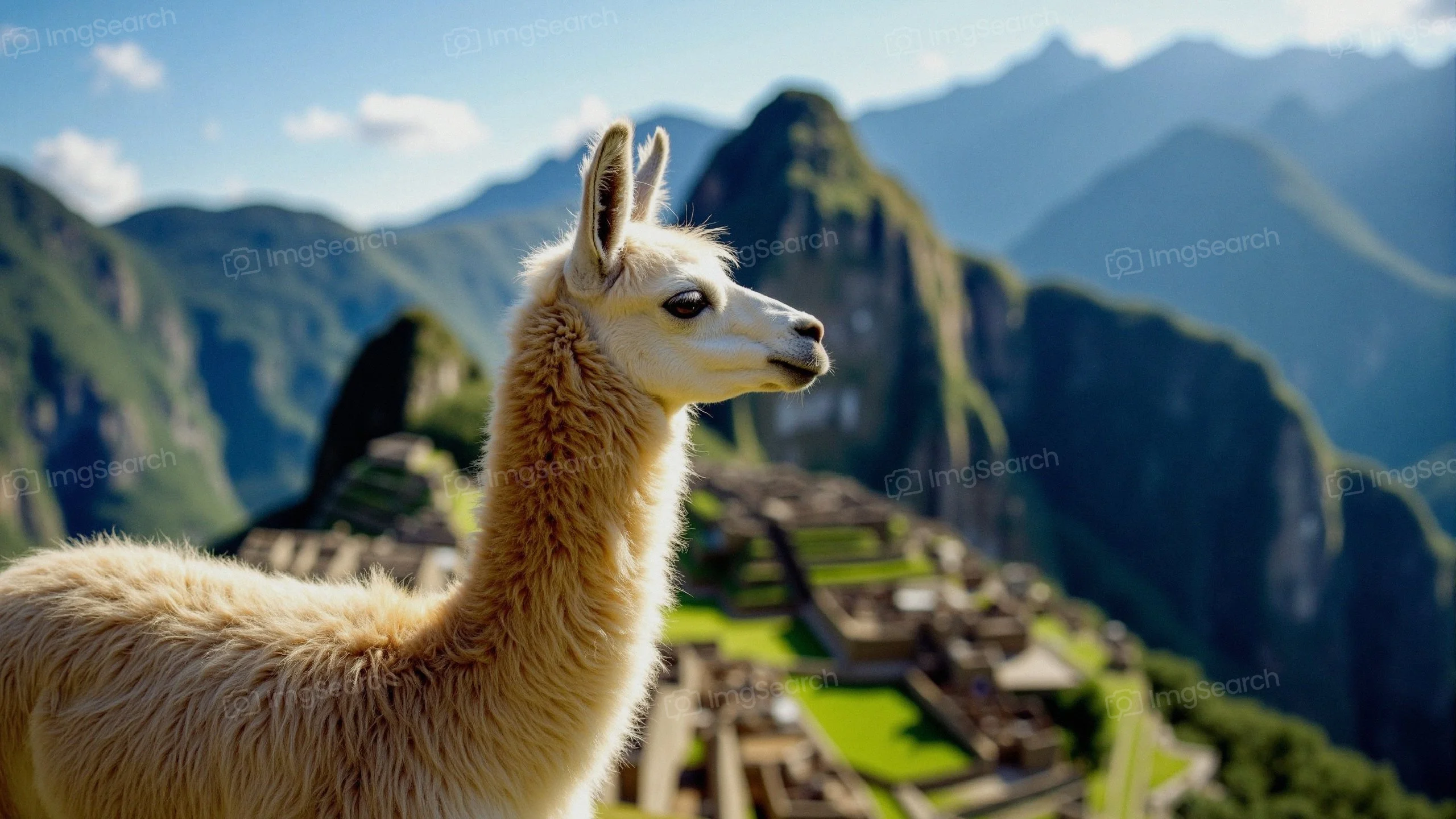 A llama standing in front of Machu Picchu with mountainous background.