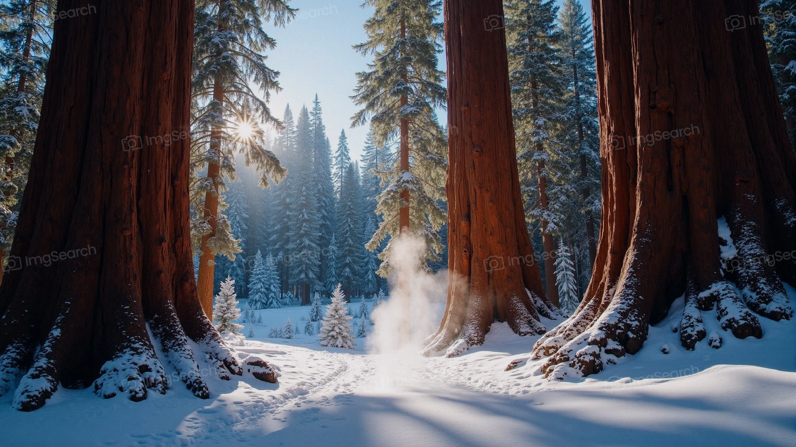 Snow-covered sequoia trees in a winter forest with sunlight shining through the branches.