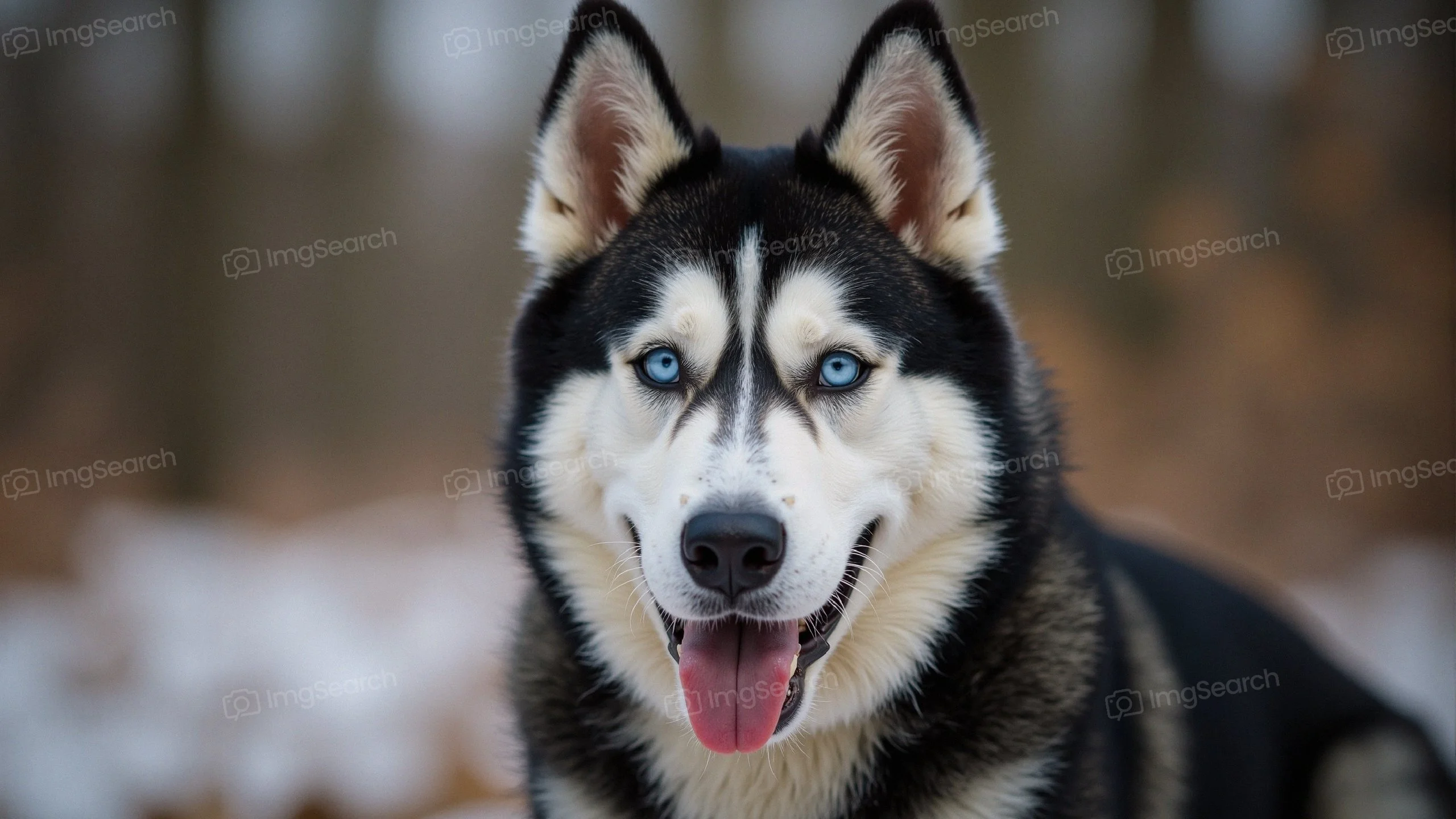 Close-up of a Siberian Husky with blue eyes a big smile