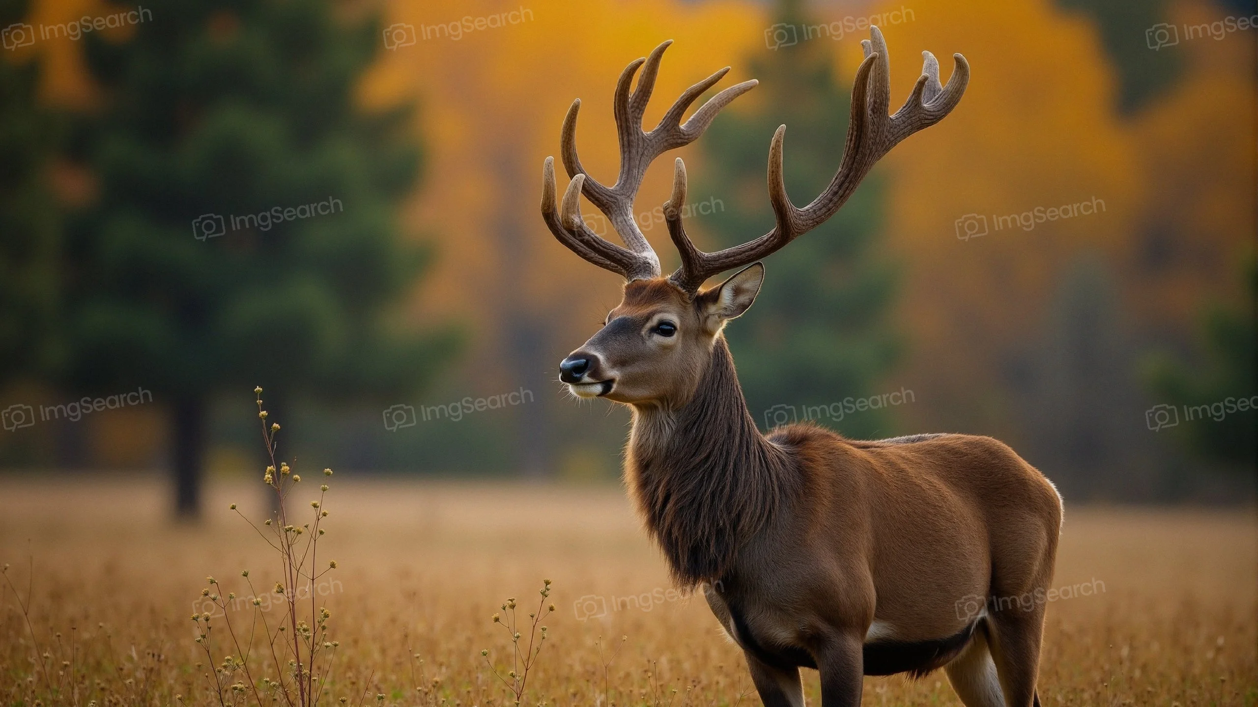 A majestic stag with large antlers standing in an autumn meadow.