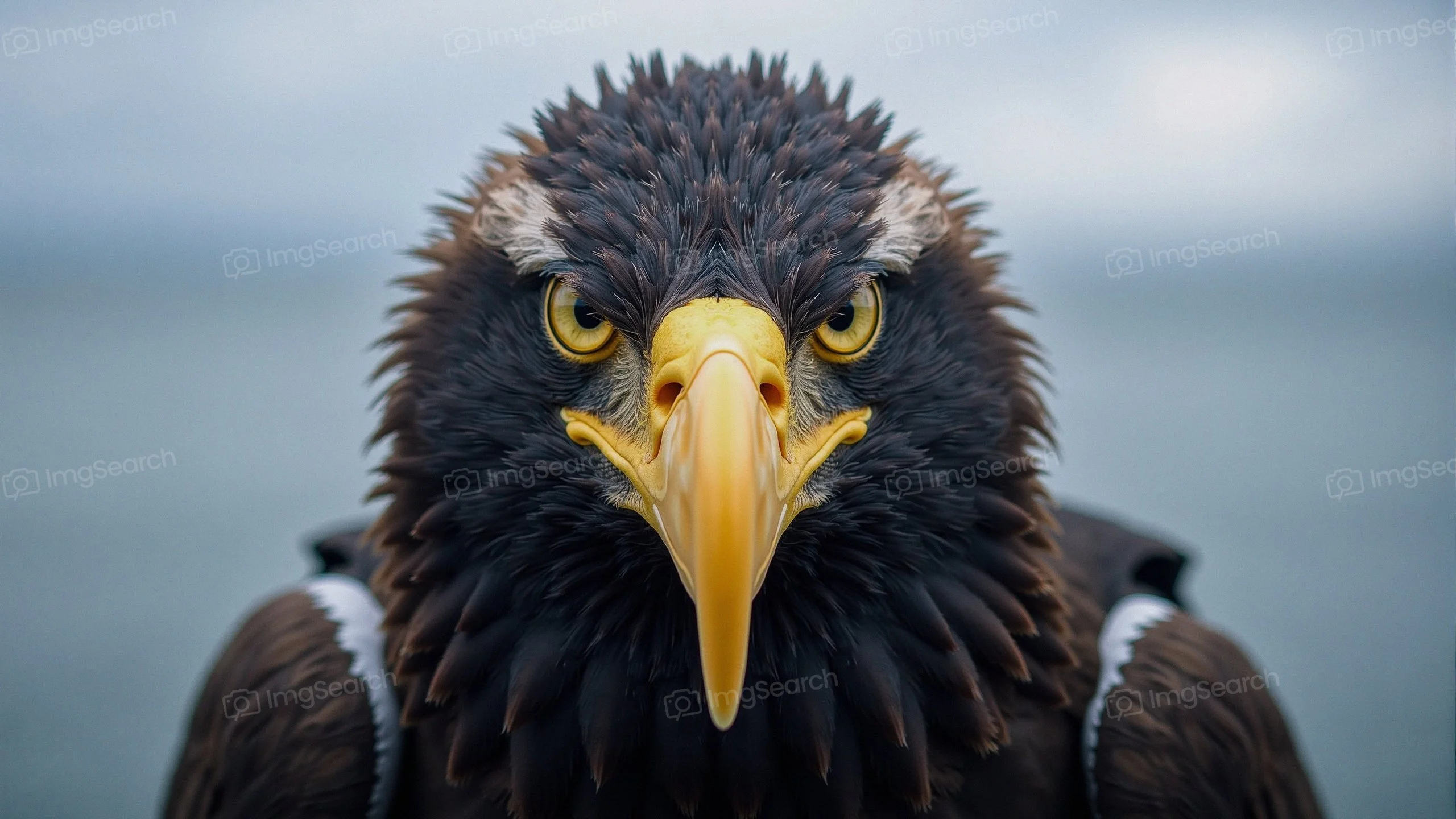 Close-up of a Steller's sea eagle with yellow eyes a sharp beak against a blurred background.