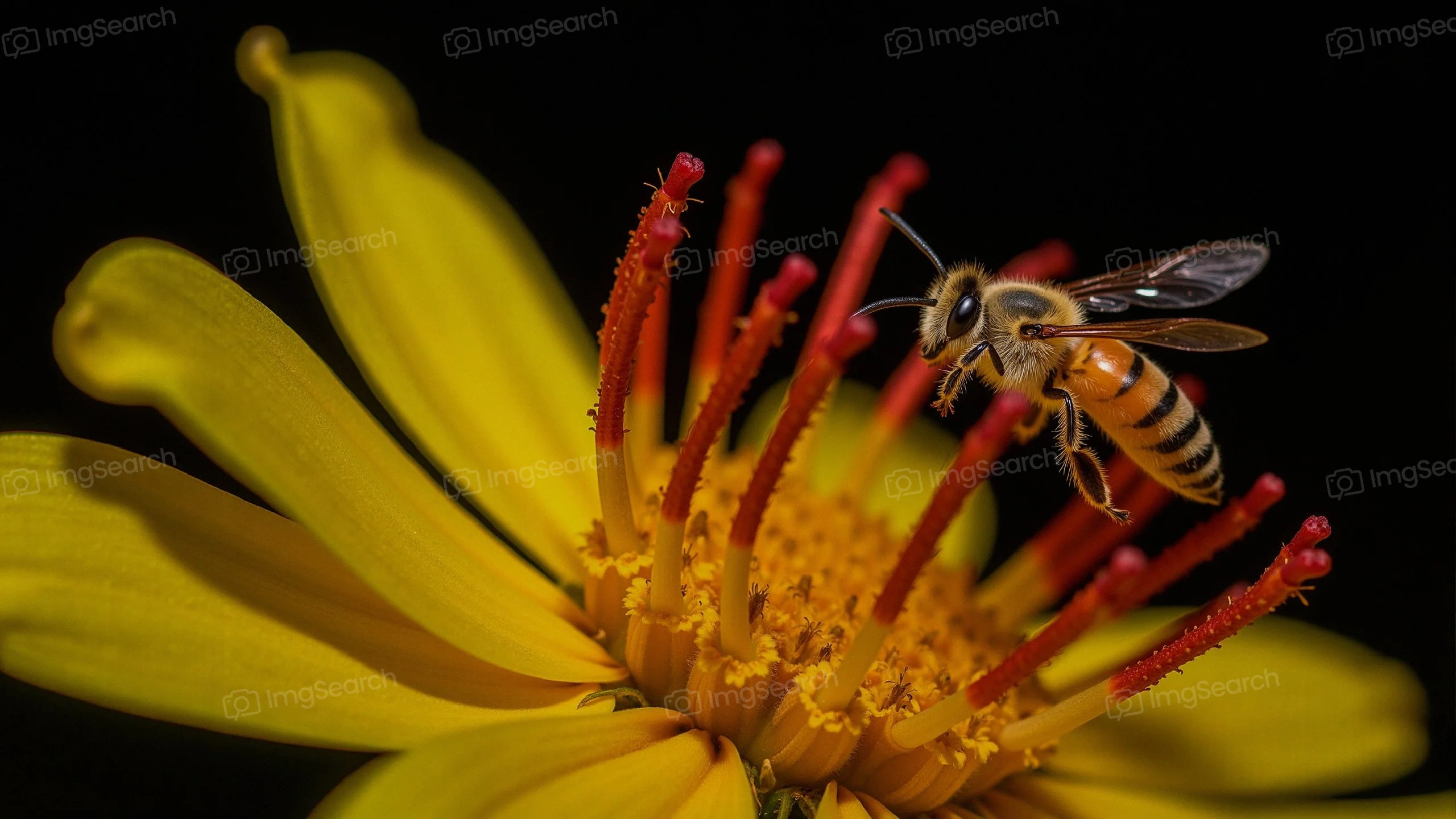 Close-up of a bee hovering near a yellow flower's stamen
