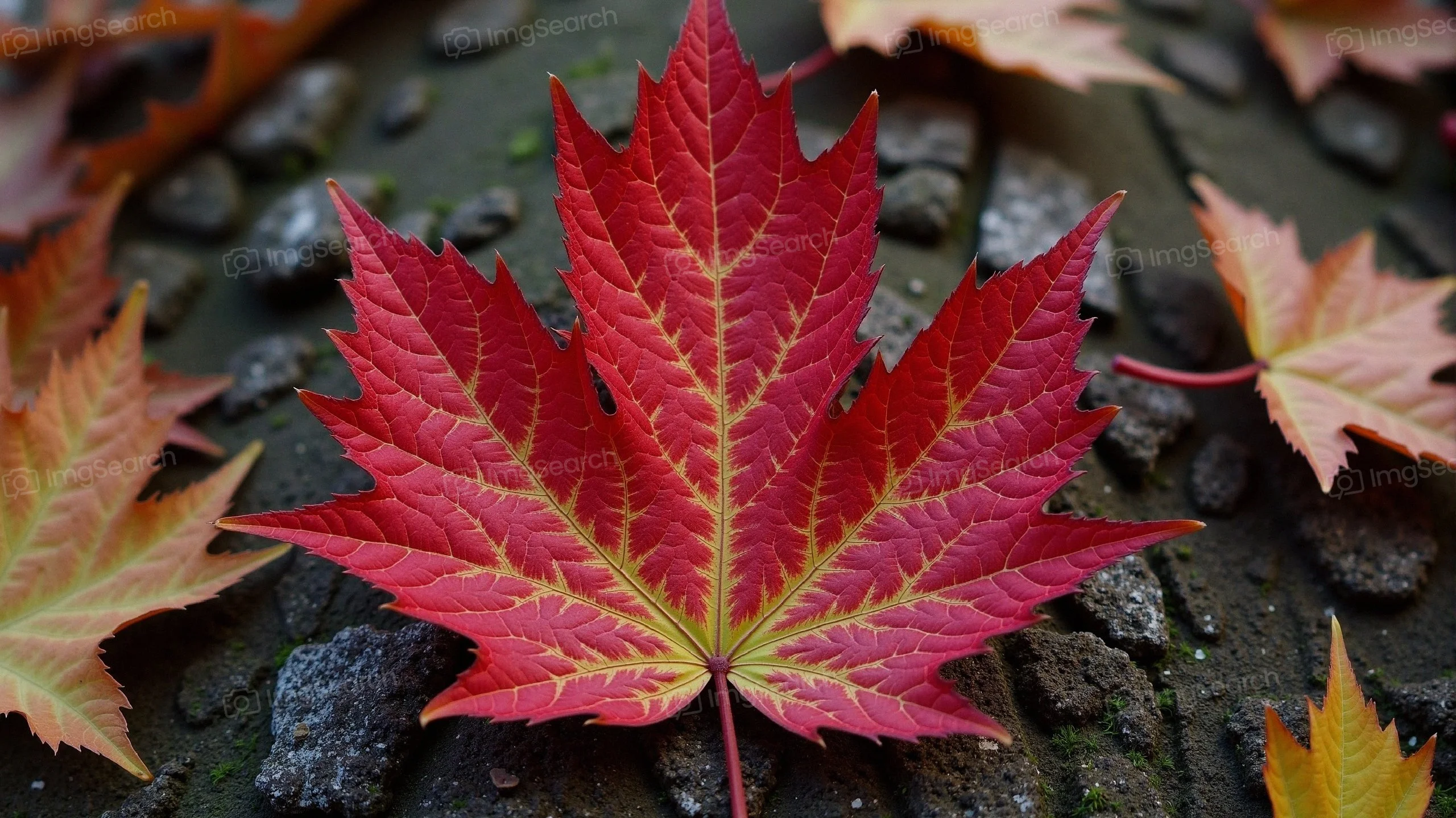 Close-up of a red maple leaf on tree bark
