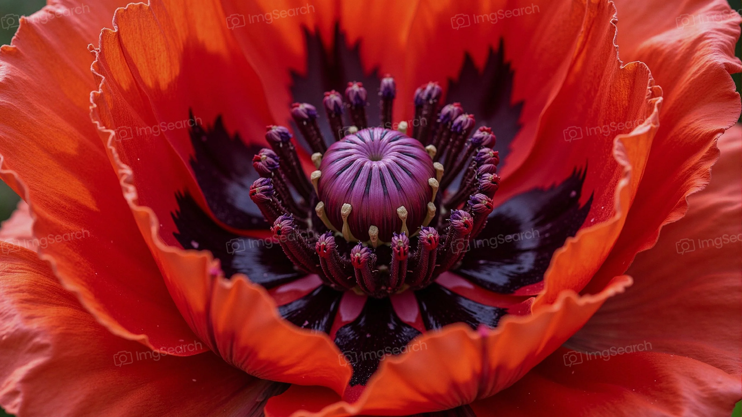 Close-up of a red poppy flower showing intricate details of petals center