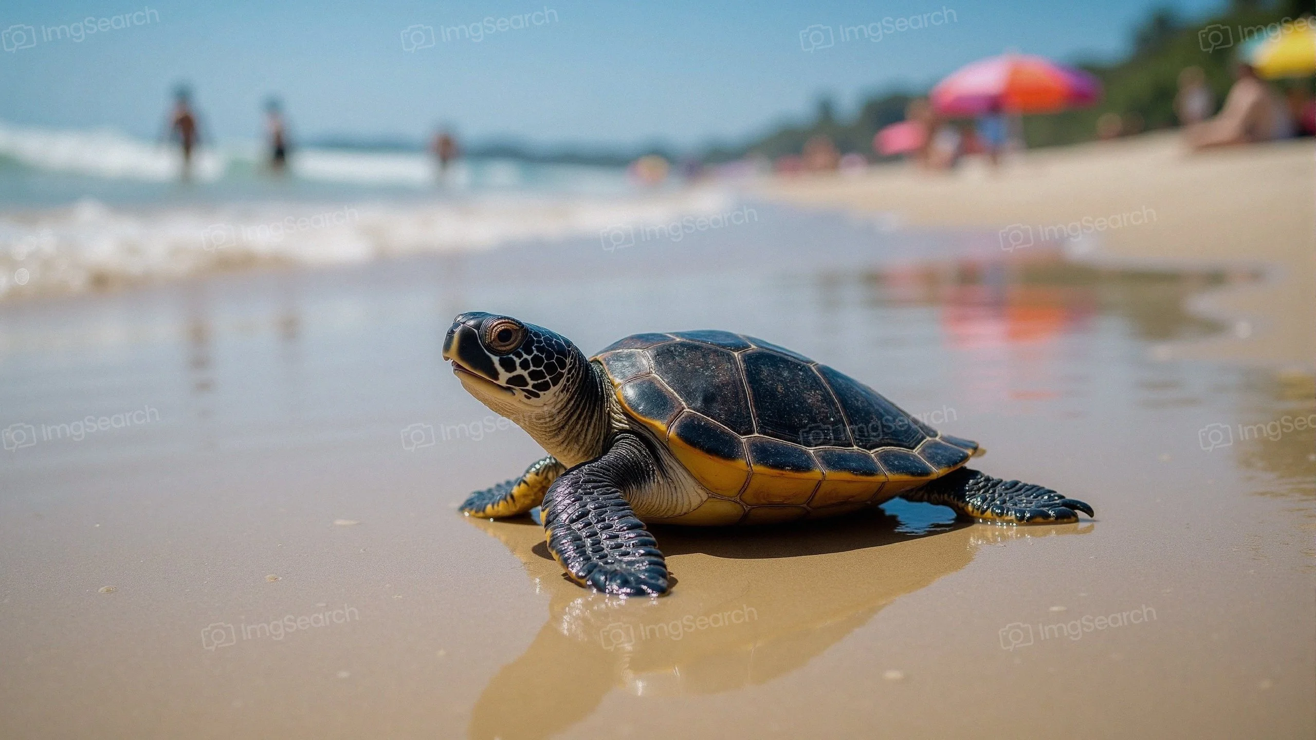 A young sea turtle resting on the beach with colorful umbrellas in the background.