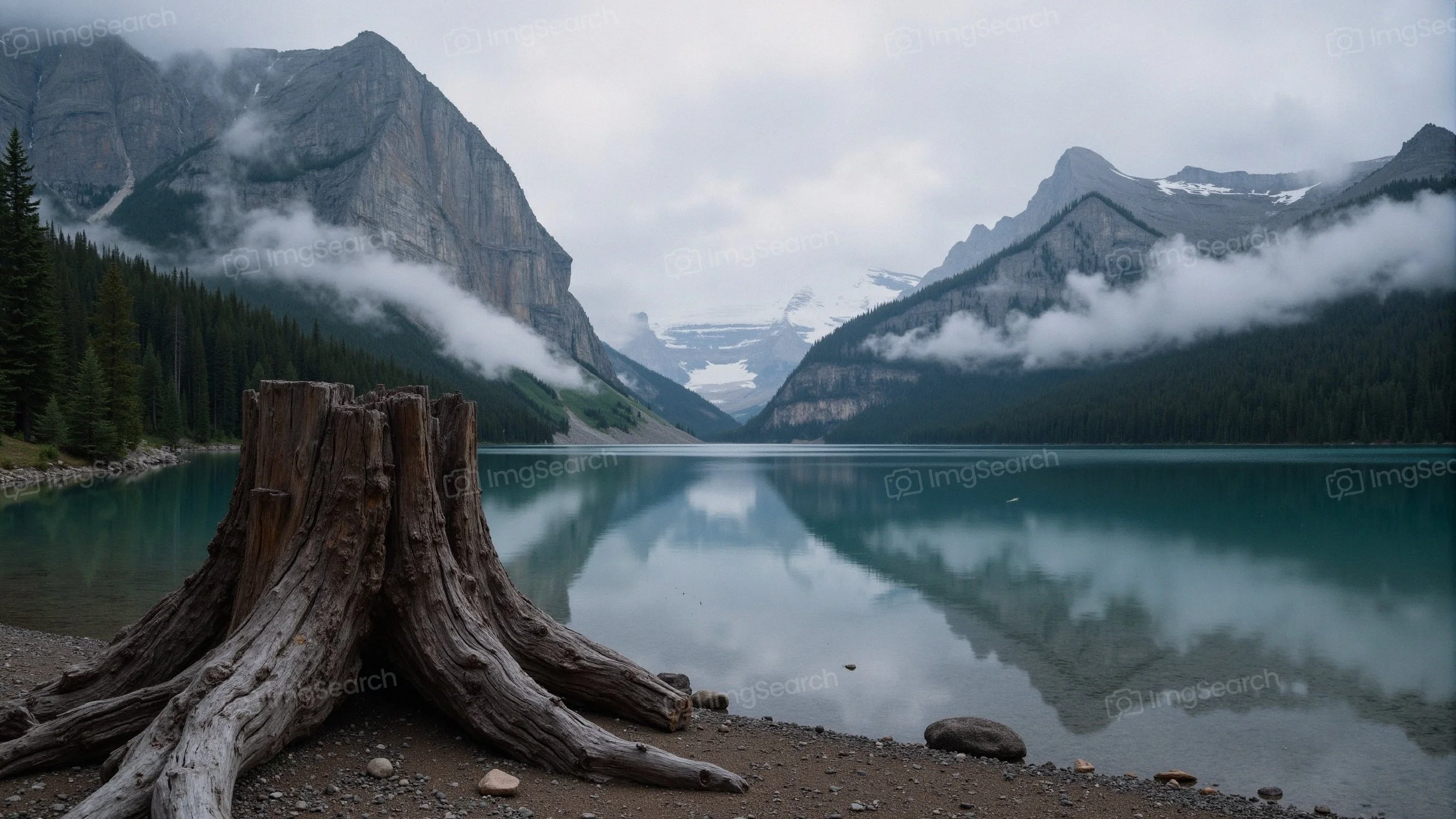 A view of Emerald Lake surrounded by mountains mist, featuring a weathered tree stump in the foreground.