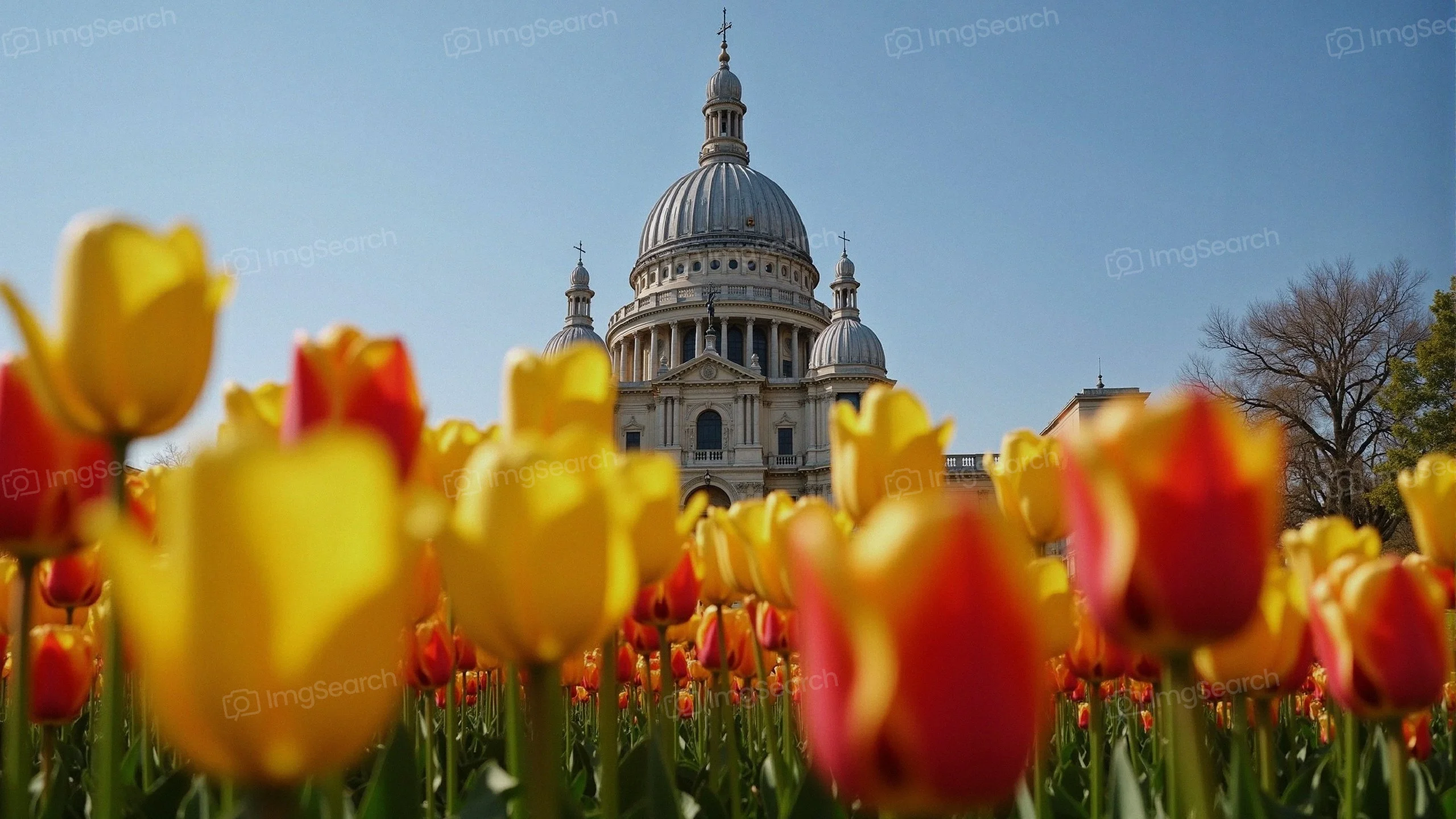 A field of yellow red tulips in front of a grand dome building under a clear blue sky.