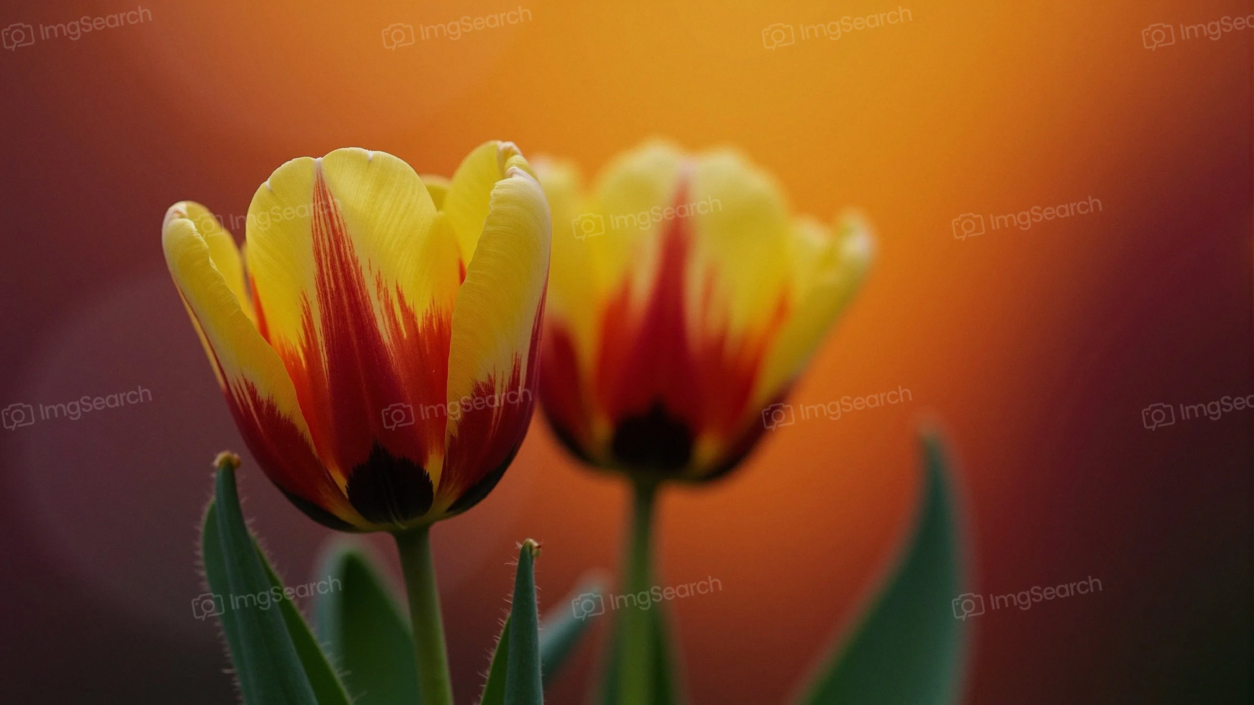 Close-up of yellow red tulips with a blurred sunset background