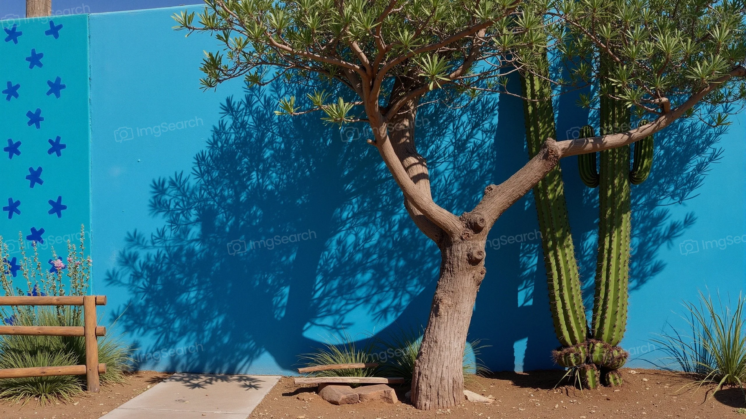 Tree and cactus casting shadows on a bright blue wall.