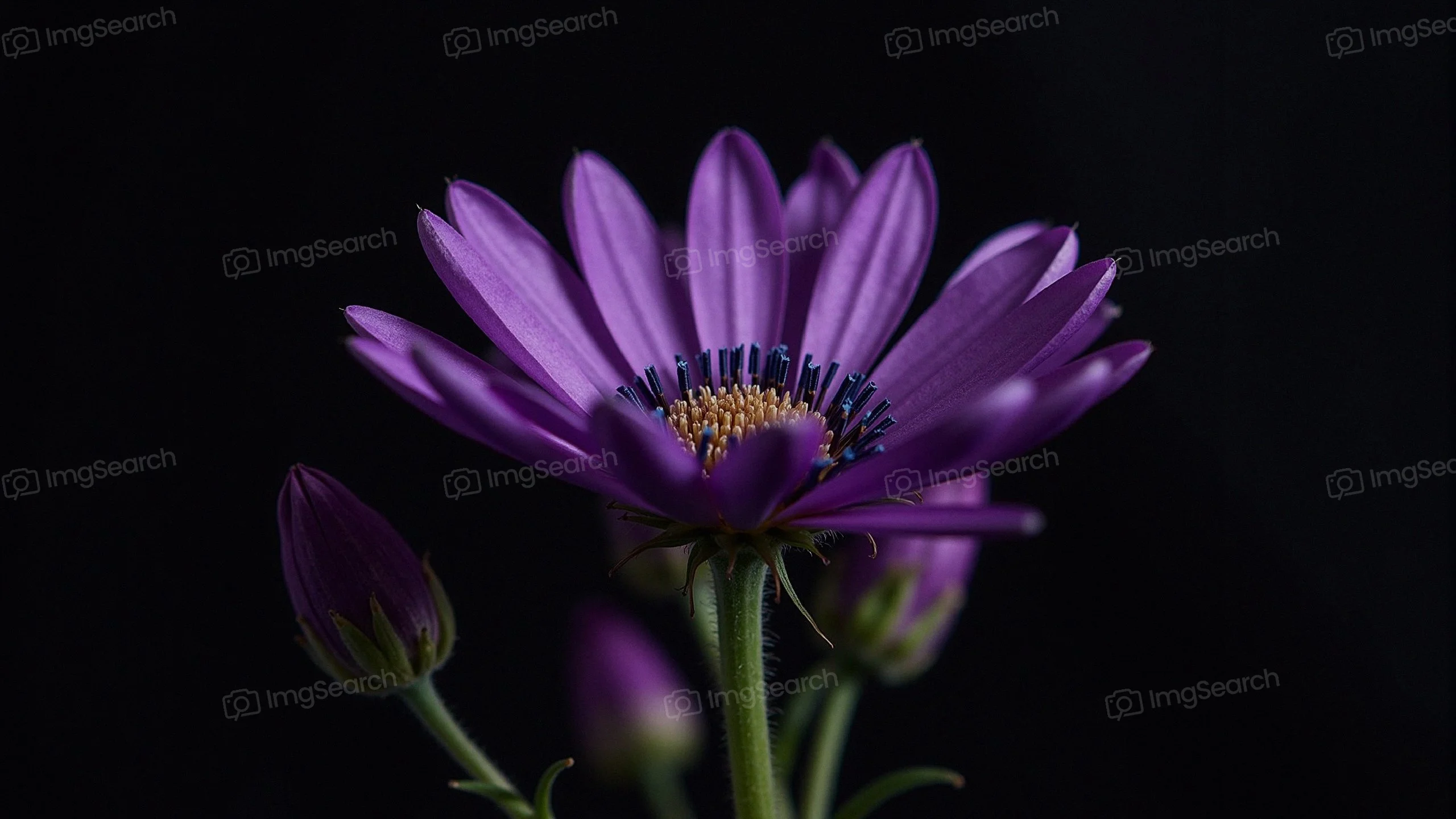 Close-up of a purple flower with delicate petals and green stems