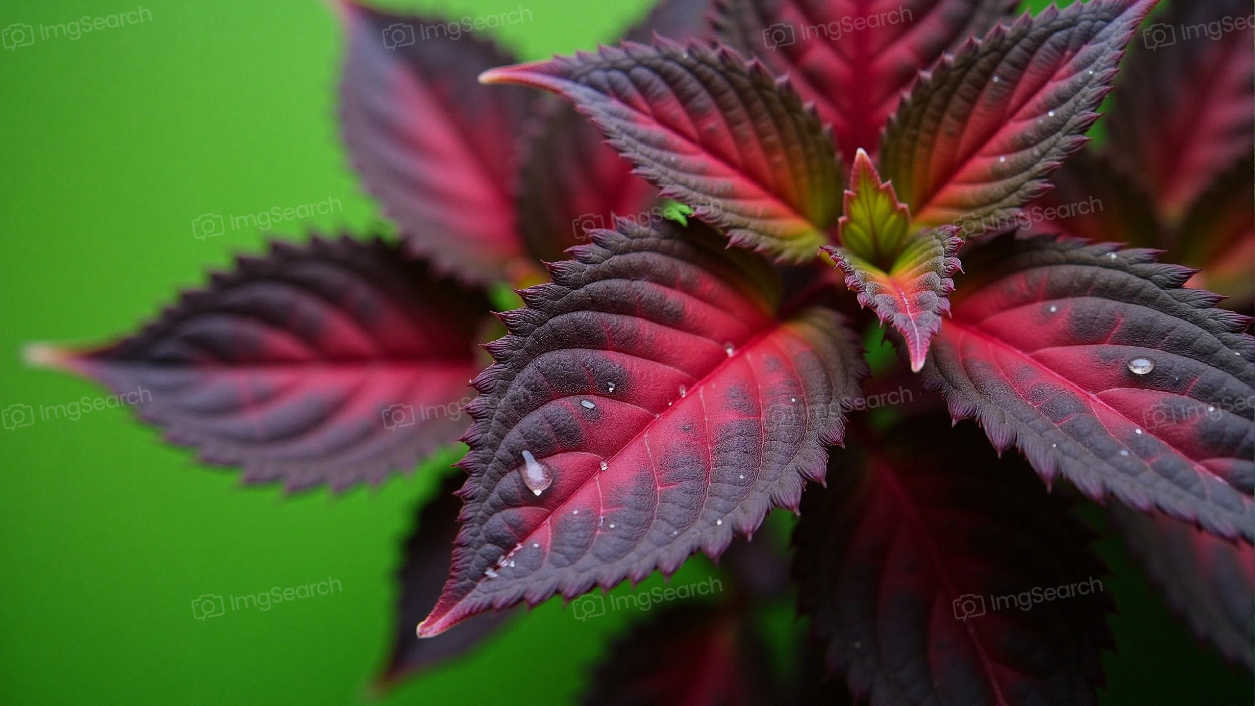 Close-up view of red leaves with water droplets against a green background
